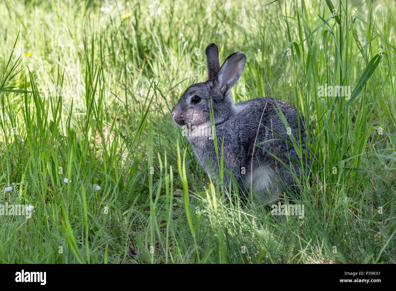 Ein niedliches, graues Kaninchen auf der Wiese Stockfoto