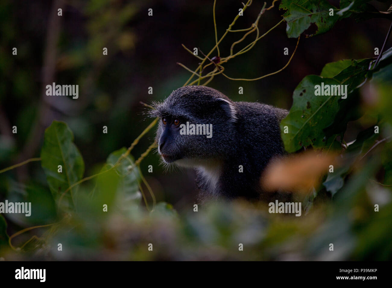 Sykes' monkey Peers durch das Laub in Tansania, Ostafrika. Die weissen Kehle Patch von der blaue Affe Stockfoto