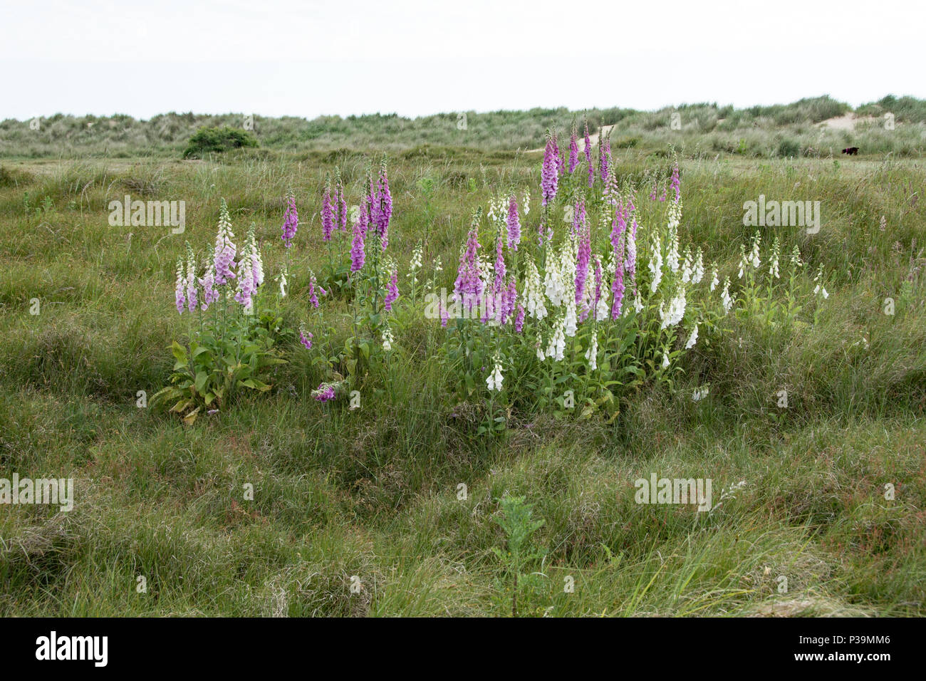 Wilder Fingerhut auf den Sanddünen, Southwold, Suffolk Stockfoto