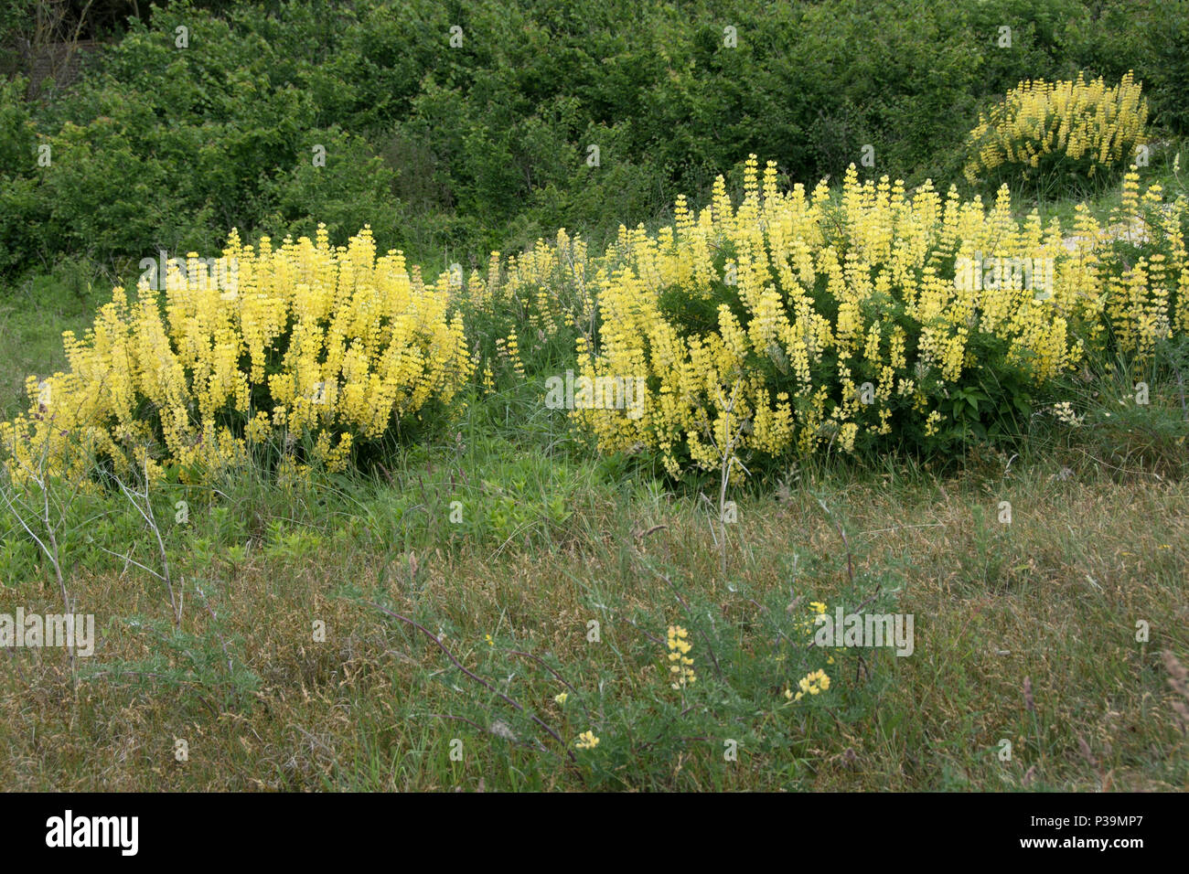 Selbst gesät gelb Baum Lupinen, Southwold, Suffolk Stockfoto