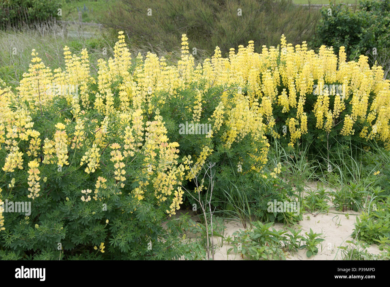 Selbst gesät gelb Baum Lupinen, Southwold, Suffolk Stockfoto