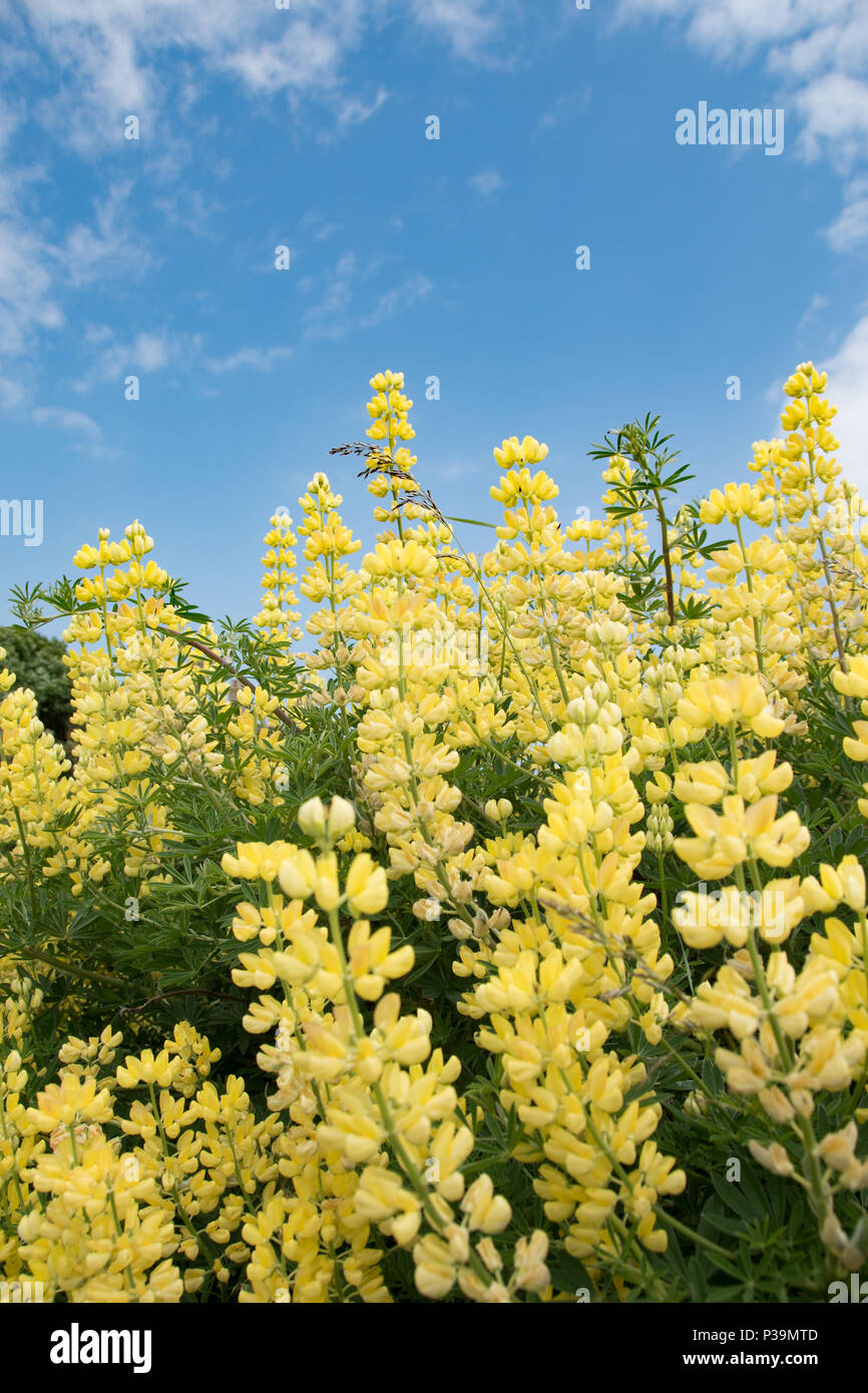 Selbst gesät gelb Baum Lupinen, Southwold, Suffolk Stockfoto