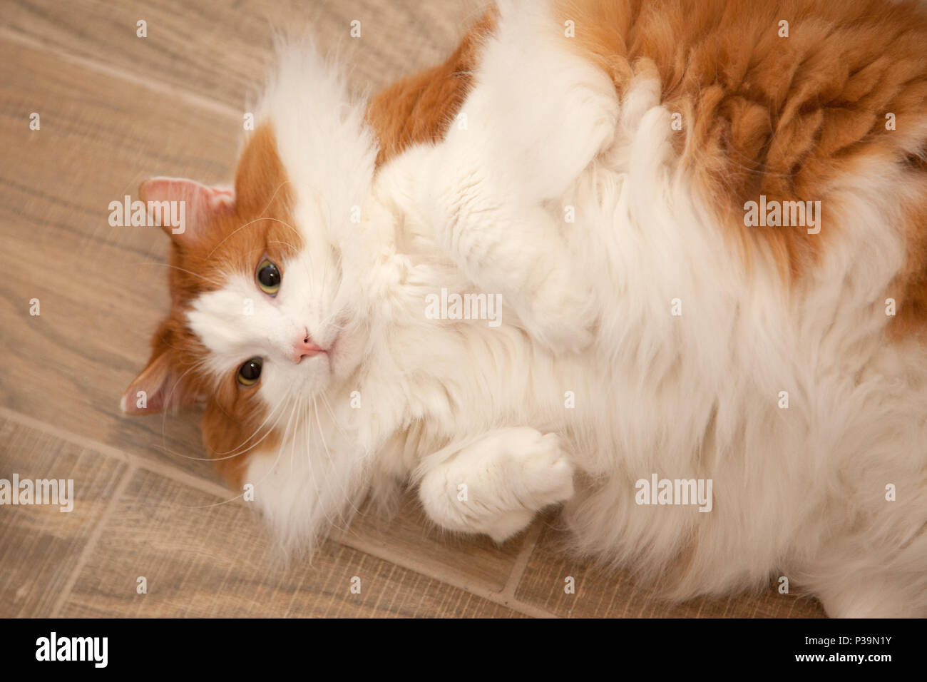 Flauschigen weißen und orangefarbenen Katze wirft Festlegung auf den Rücken und wartet, dass Aufmerksamkeit Stockfoto