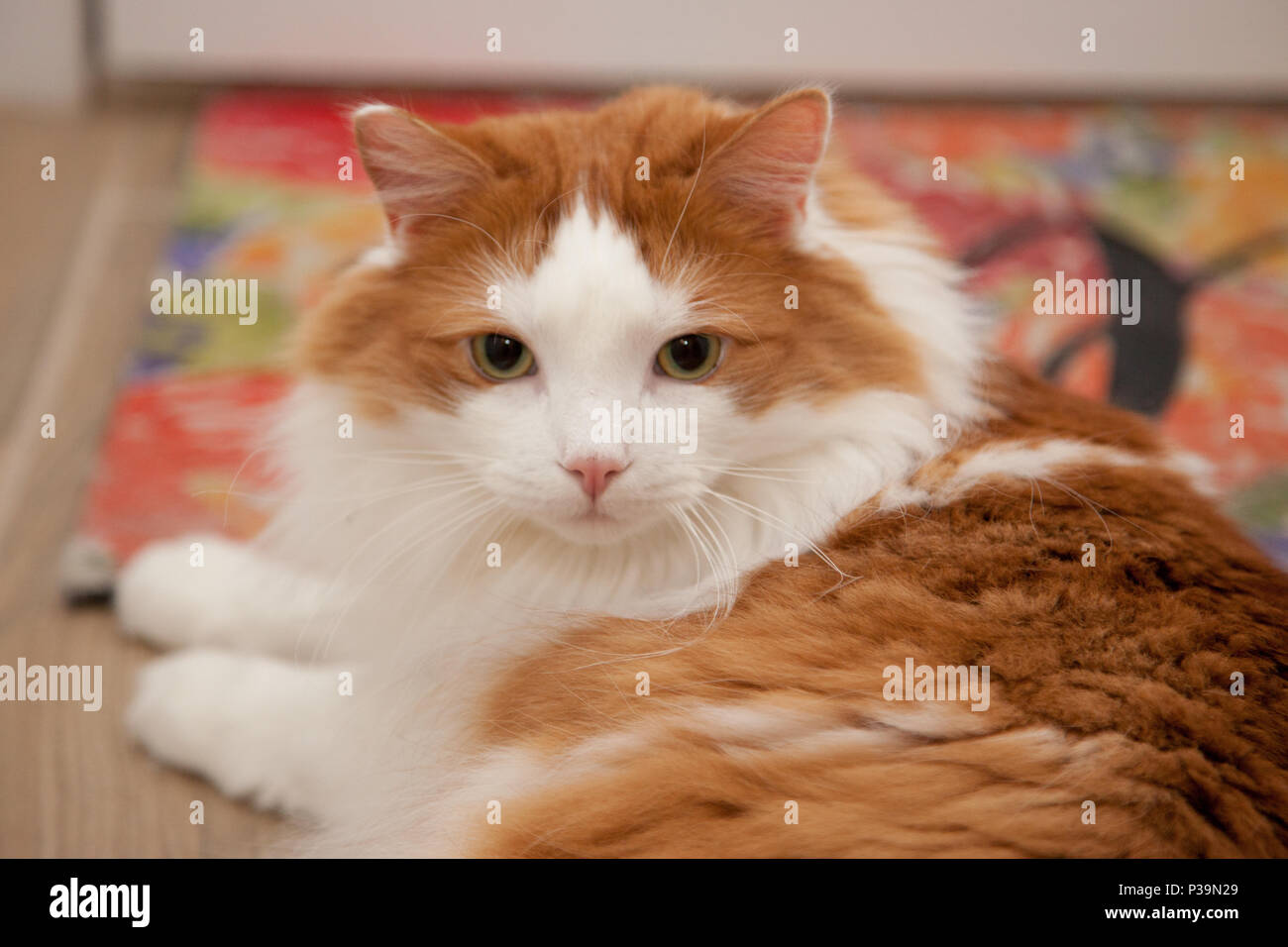 Weiß und Orange flauschige Katze sitzt auf einem Teppich, an der Sie auf der Suche Stockfoto