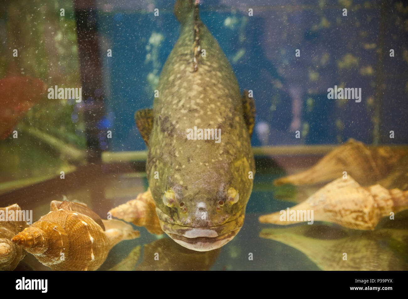 Singapur, Republik Singapur, Fisch in einem Aquarium von einem chinesischen Restaurant Stockfoto