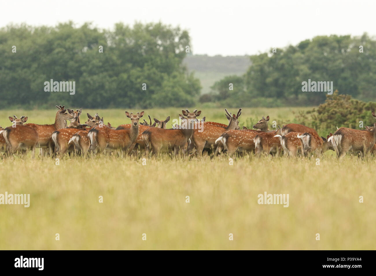 Eine Herde von atemberaubenden Sika Hirsch (Cervus Nippon) Ernährung in einer Wiese in der Abenddämmerung. Stockfoto