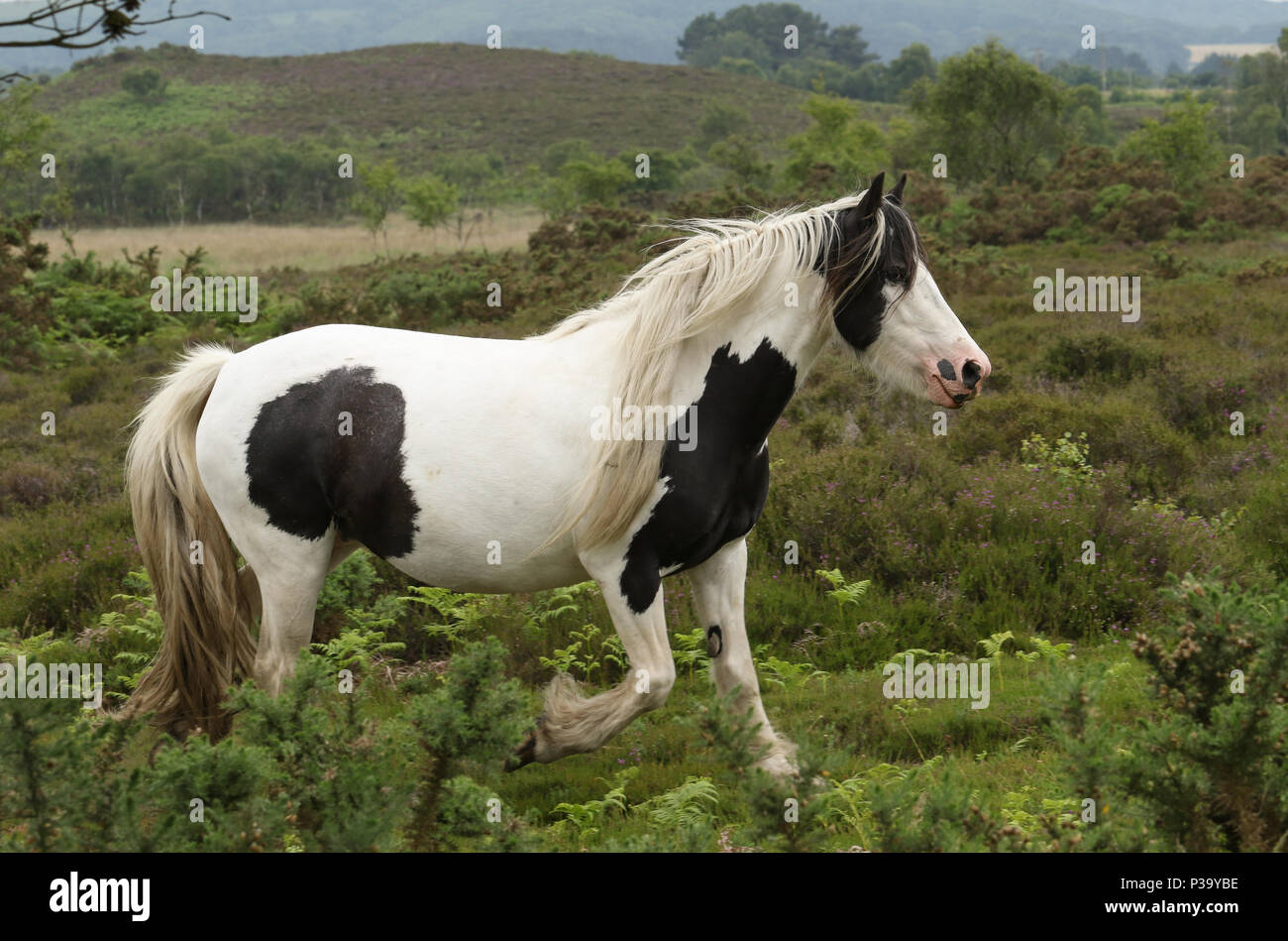 Eine malerische Aussicht auf ein schönes Pferd (Equus ferus Caballus) in Heide wo ist es Weiden läuft. Stockfoto