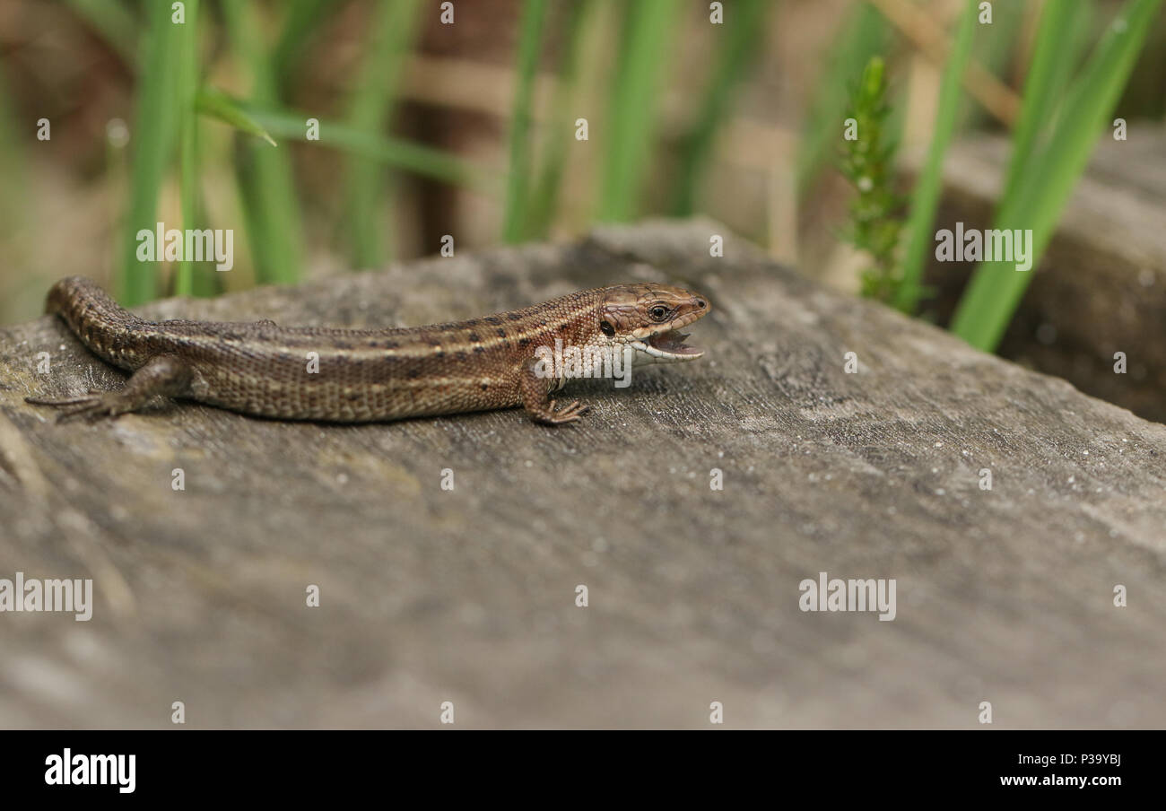 Eine atemberaubende Gemeinsame Lizard (Zootoca Vivipara) Jagd auf einen Holzsteg mit seinen Mund geöffnet, die Zunge zu zeigen. Stockfoto