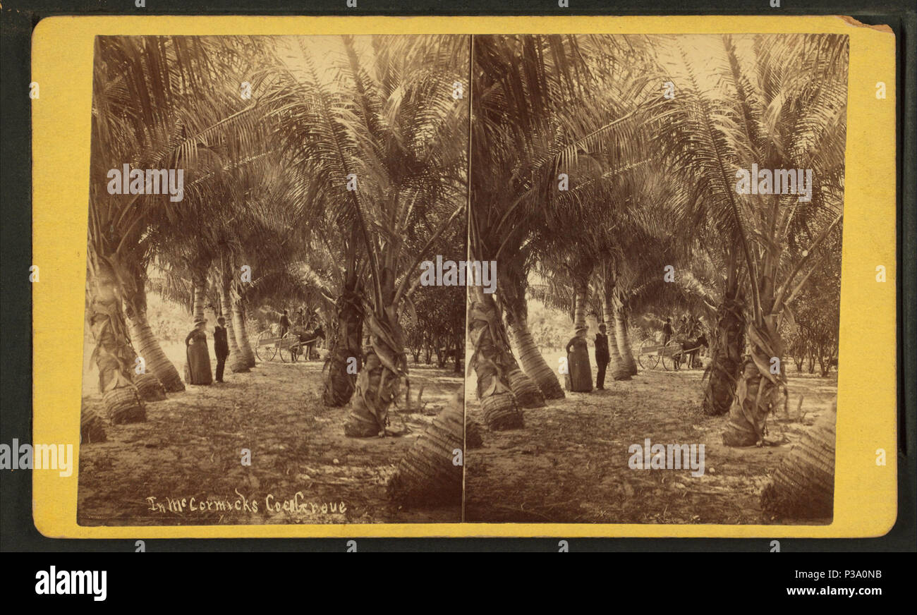 150 In McCormick's coco Grove, J. G. Mangold Stockfoto
