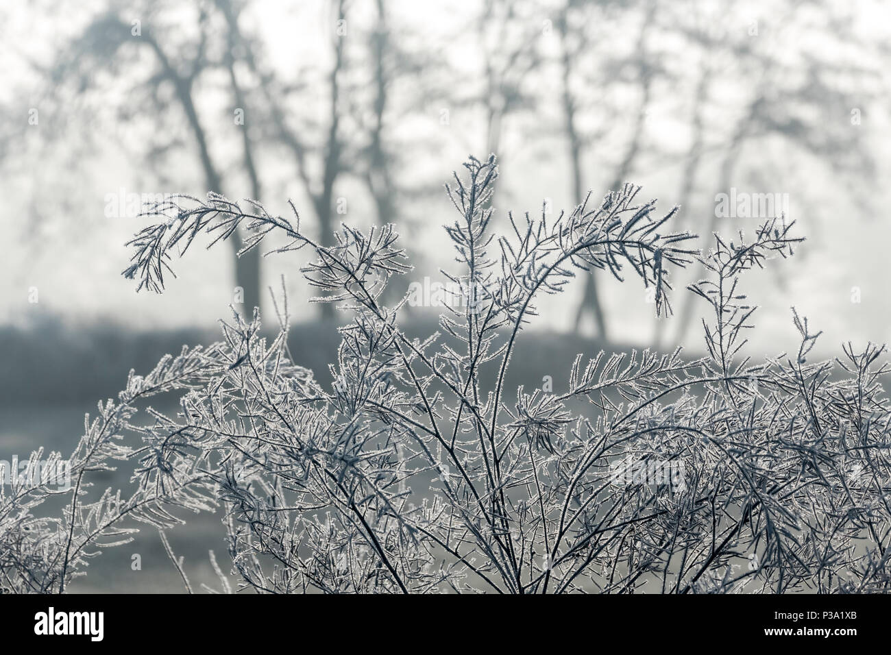 Berlin, Deutschland, mit Frost bedeckt scheuern auf den Rieselfeldern Stockfoto
