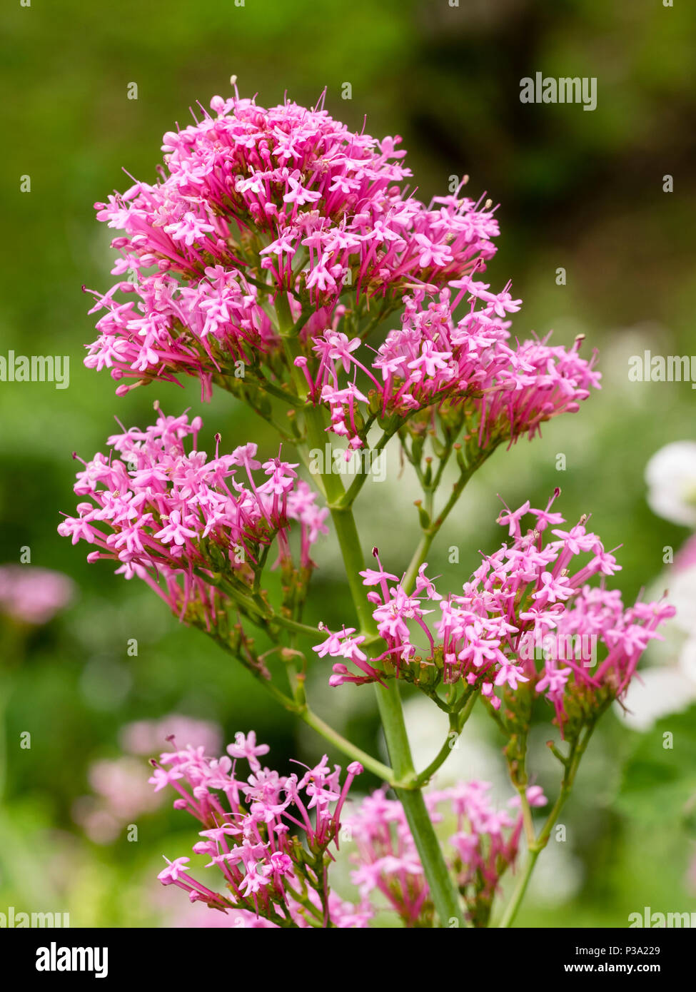 Rosa Sommer Blumen der britischen eingebürgerte Wildflower, Centranthus ruber, rot Baldrian Stockfoto