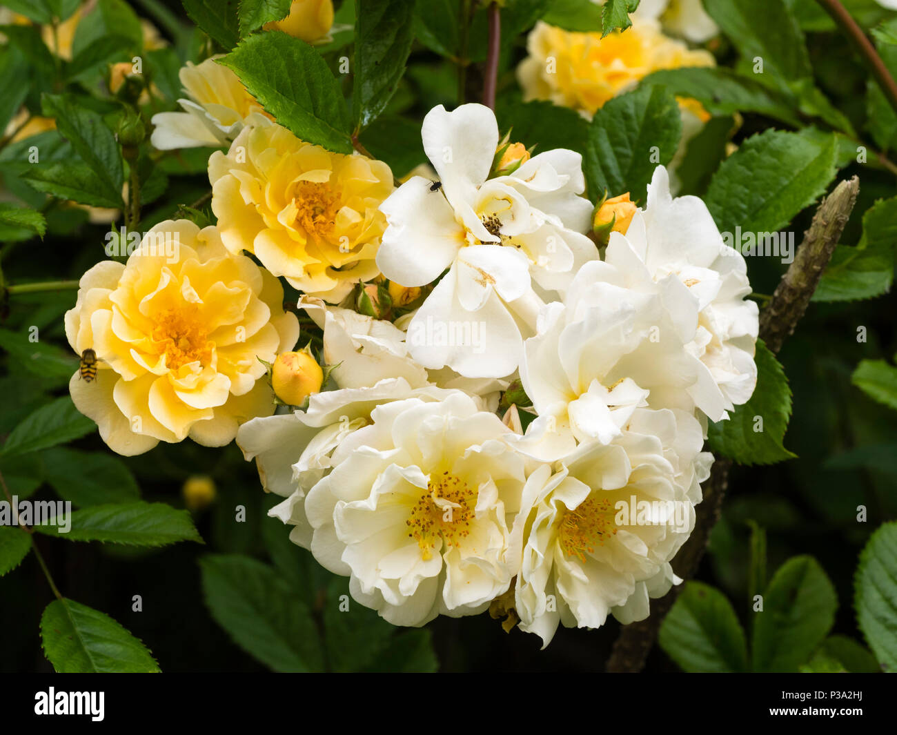 Anfang Sommer Blütenstände geöffnet Gelb und Creme in den duftenden Rambler fade Rose, Rosa' Goldfinch' Stockfoto