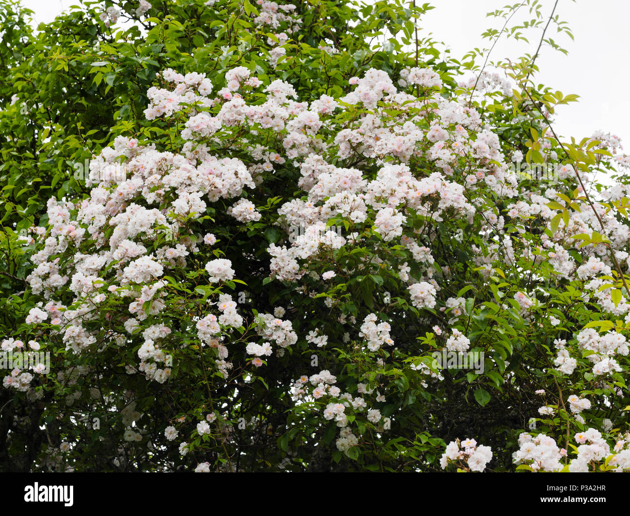 Geballte Blumen der energische, duftende Rambler Rose, Rosa 'Paul's Himalayan Musk', die kolonisierung von einem Baum Stockfoto