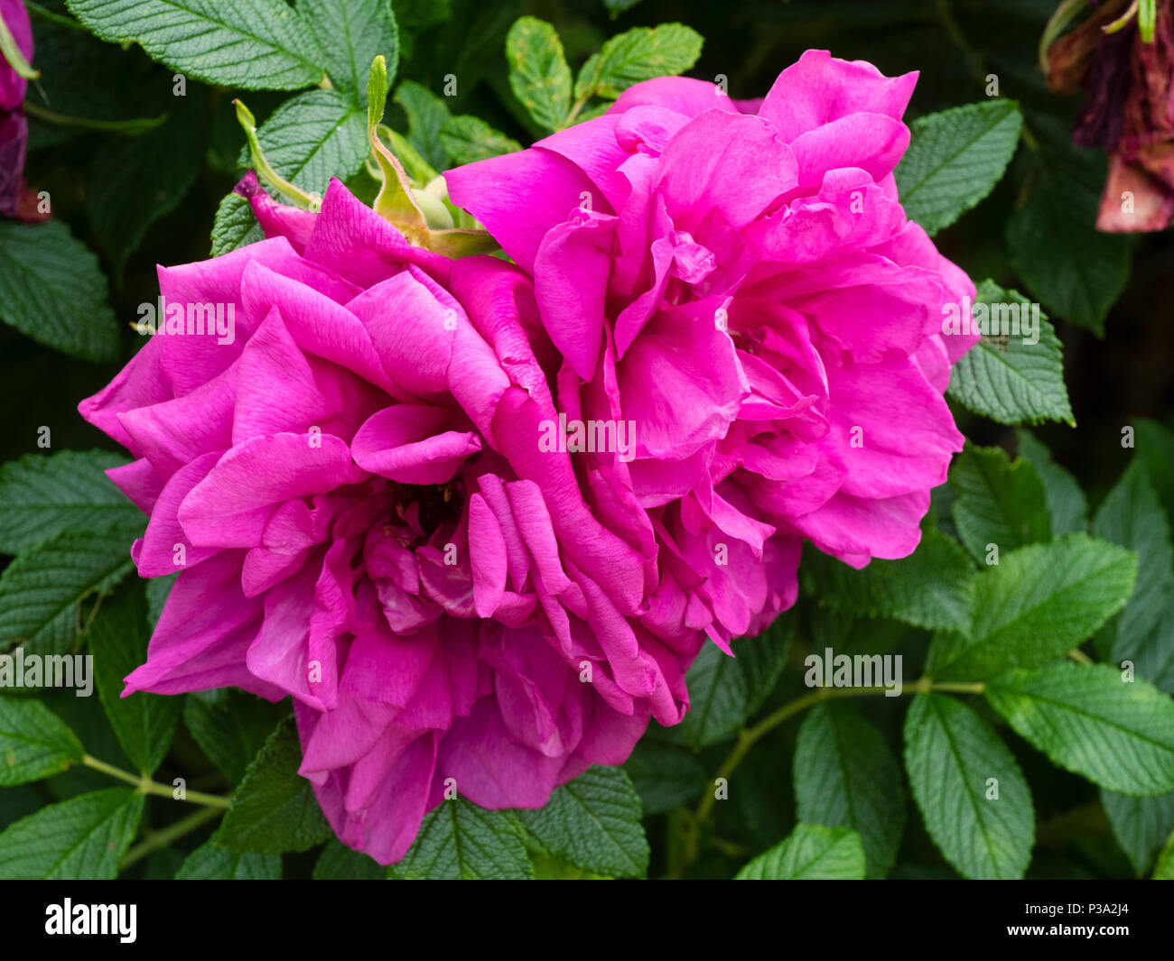 Leuchtend rosa Magenta doppelte Blüten der fragant hardy Strauch Rose, Rosa rugosa 'Hansa' Stockfoto