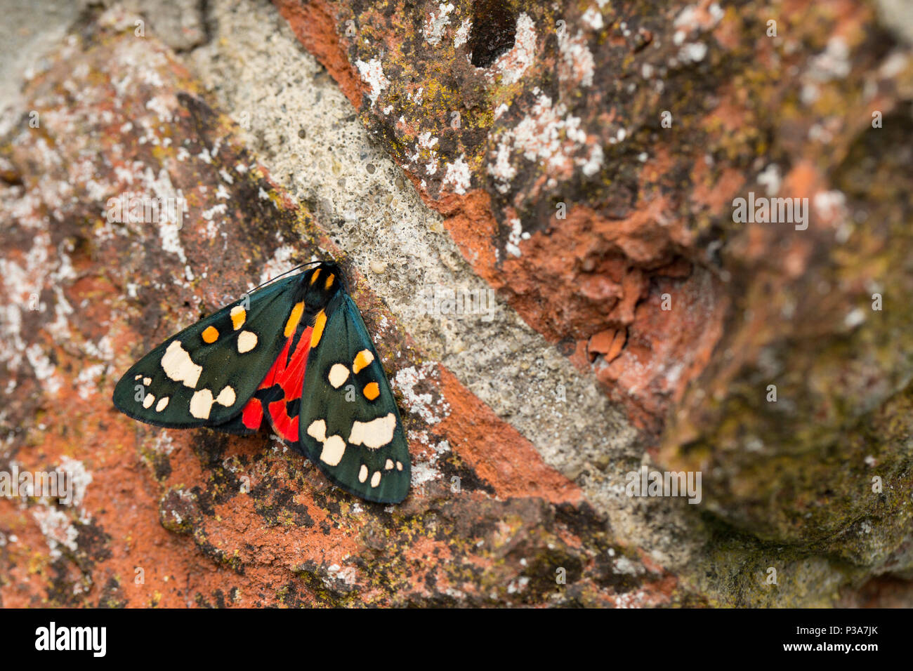 Eine rote Tiger Moth, Callimorpha dominula, auf einer alten Brücke aus rotem Backstein. Beinwell wächst in der Nähe einer der Scarlet Tiger Moth Raupen Stockfoto