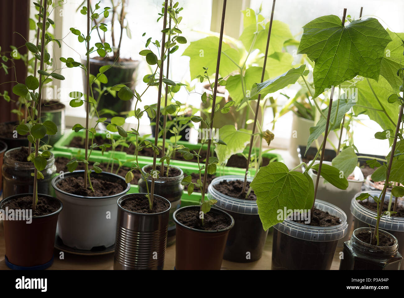 Eine Küche - Garten mit organischen, homegrown junge Pflanzen von Gurken, Zuckerschoten und Pfeffer. Stockfoto