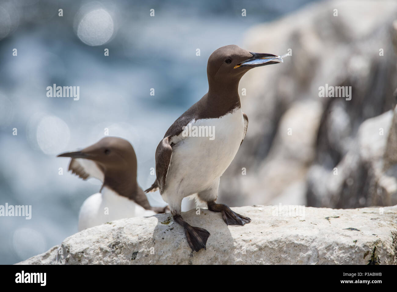 GUILLEMOT Seevögel an Saltee Inseln in der Grafschaft Wexford - Irland Stockfoto