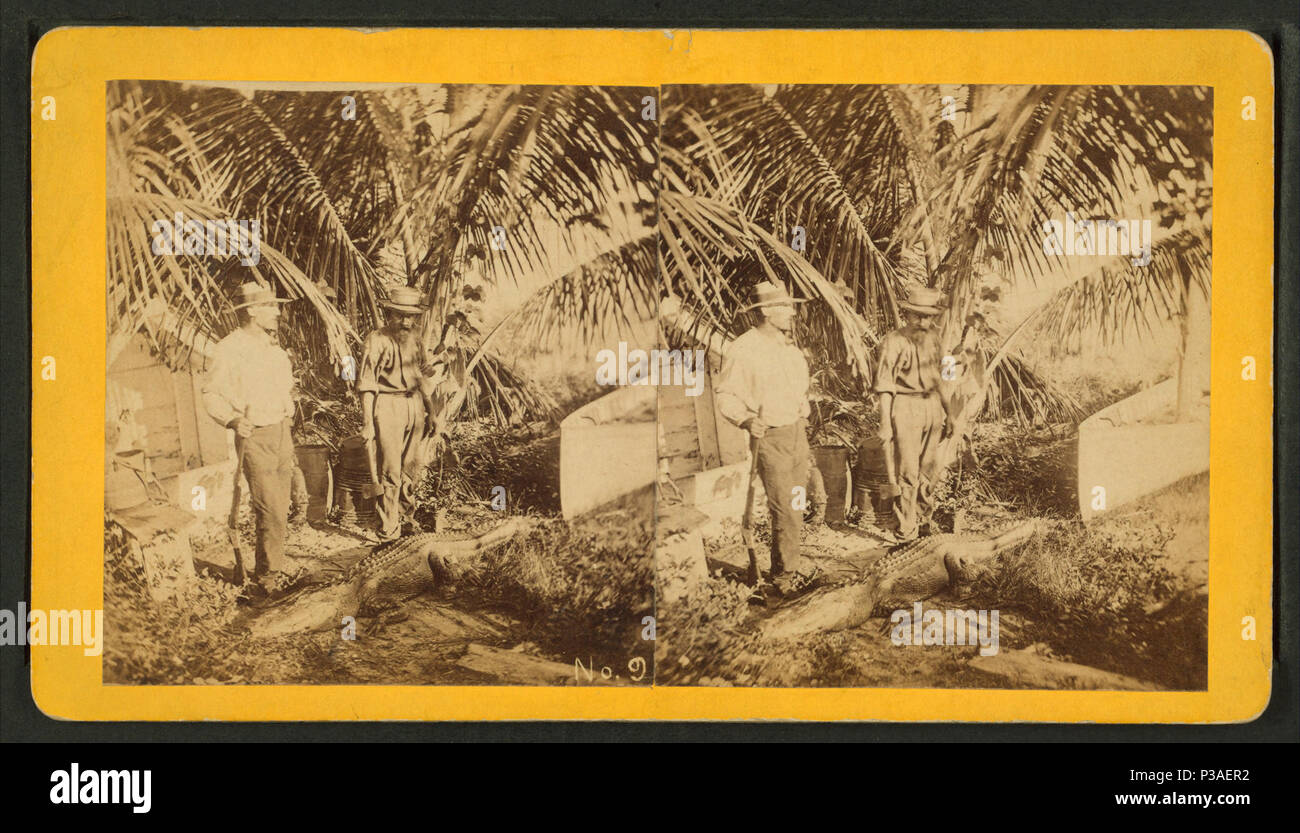 173 Longnosed Monster, von Robert N. Dennis Sammlung von stereoskopische Ansichten Stockfoto