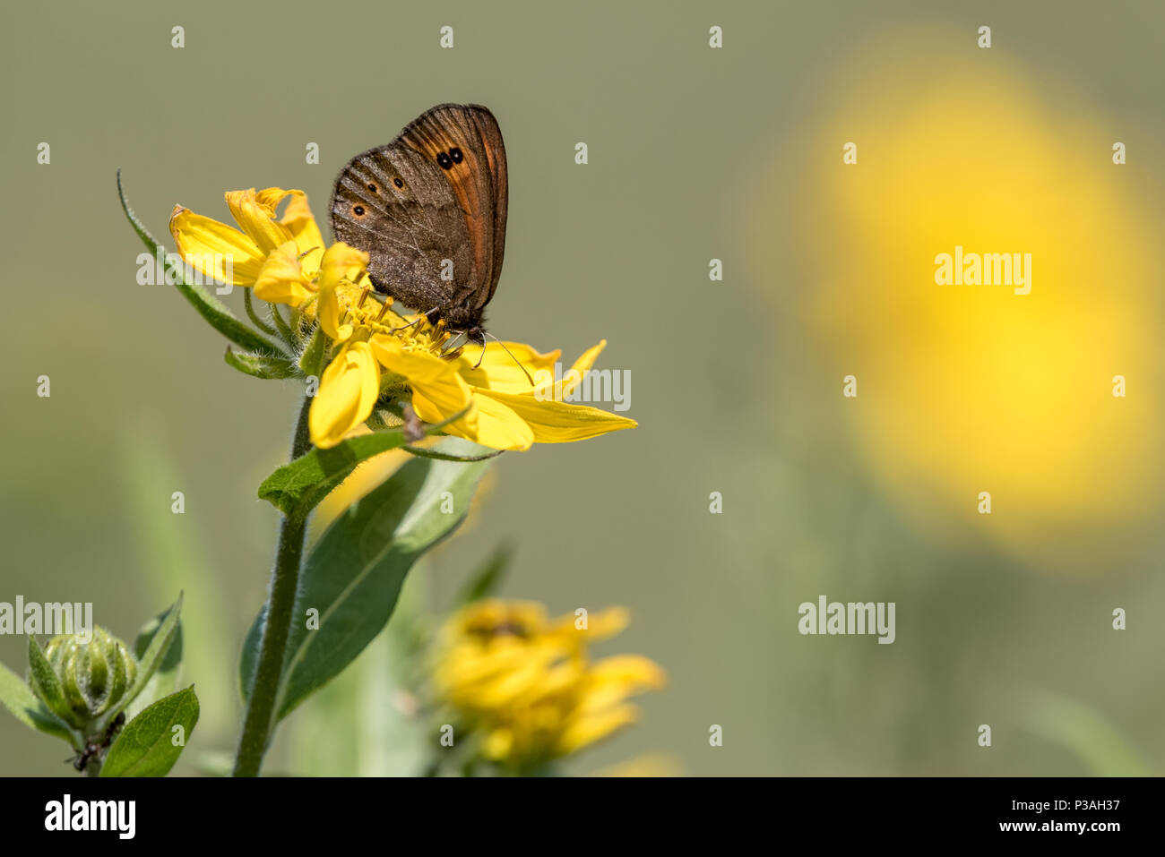 Schmetterling auf eine gelbe Blume, Wallowa Valley, Oregon. Stockfoto