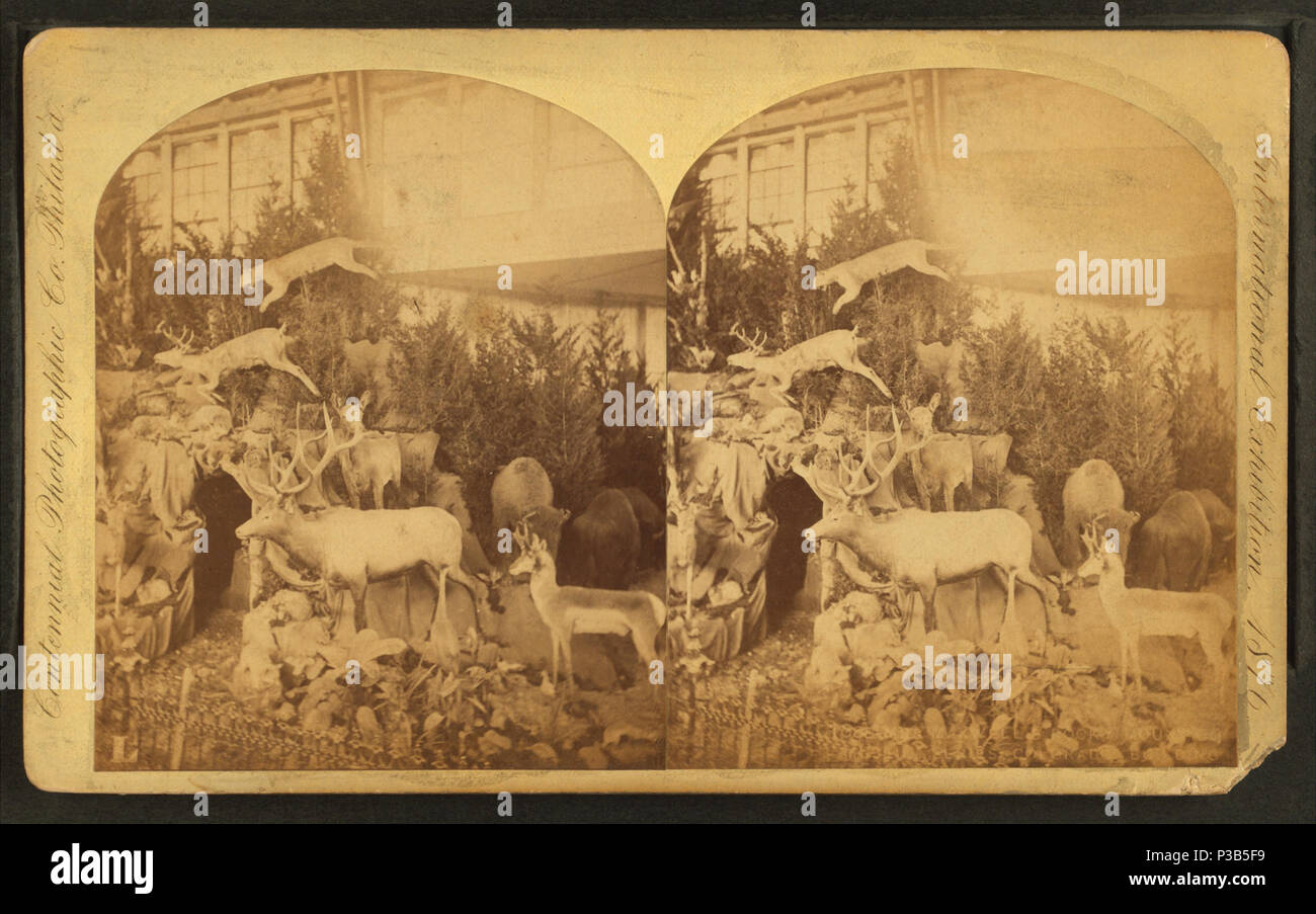 199 Frau Maxwell's Rocky Mountain Museum Serie, Colorado Gebäude, von Centennial fotografische Co.9 Stockfoto