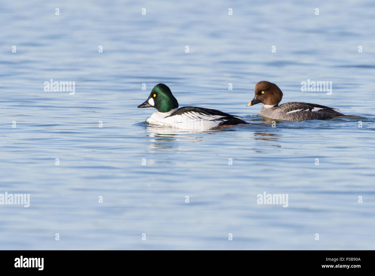 Ein paar Schellente Enten. Stockfoto
