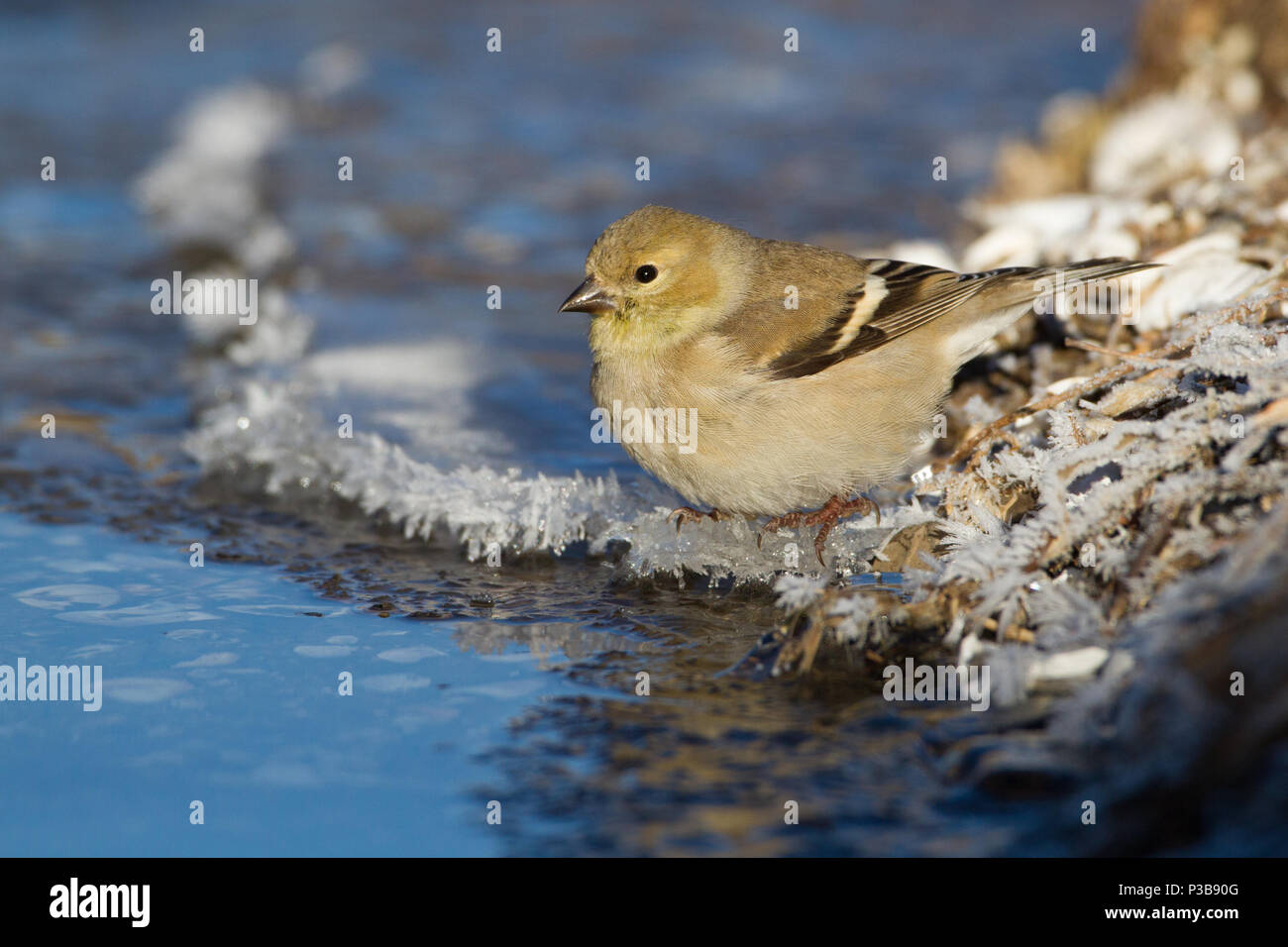 Eine amerikanische Stieglitz nach einem Drink auf einem eisigen Morgen. Stockfoto