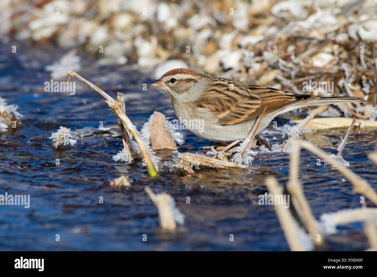Ein chipping Sparrow nach einem Drink auf einem eisigen Morgen. Stockfoto