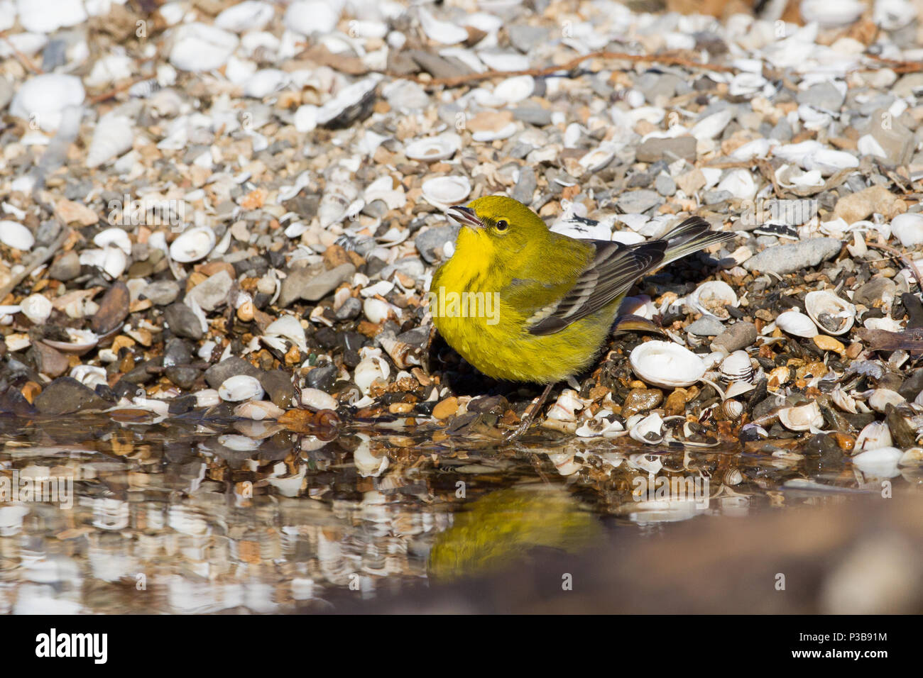 Ein pine Warbler trinken auf einer Shell übersät Ufer. Stockfoto