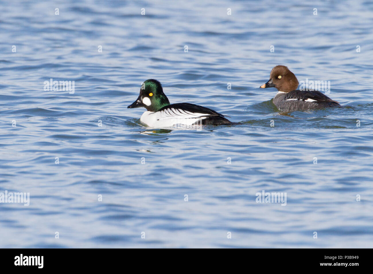 Ein paar Schellente Enten. Stockfoto
