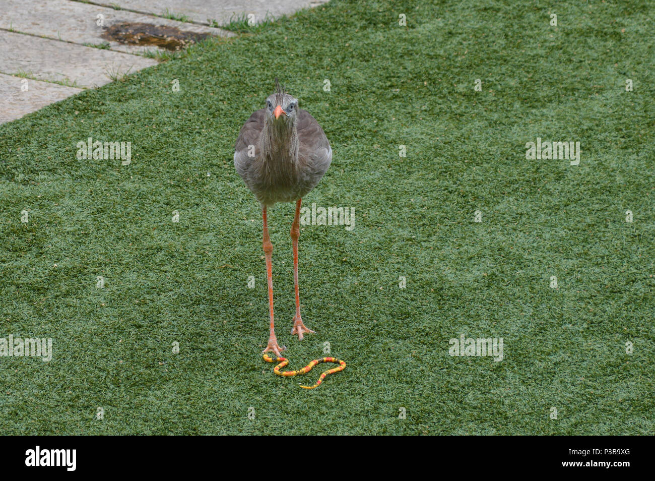 Vogel auf dem Gras mit einem Schlangenmotiv Stockfoto