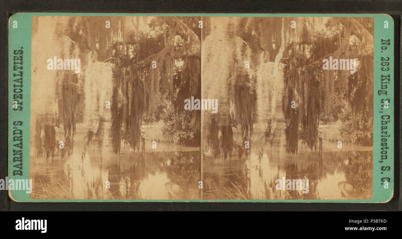 . Alten Eichen und Moos im Magnolia Friedhof. Abdeckung: 1861?-1880?. Quelle Impressum: Charleston, S. C.: G. N. Barnard, 1861?-1880?. Digitale Element veröffentlicht 3-9 2006; 2-13-2009 aktualisiert. 220 Alte Eichen und Moos im Magnolia Friedhof, von Barnard, George N., 1819-1902 Stockfoto