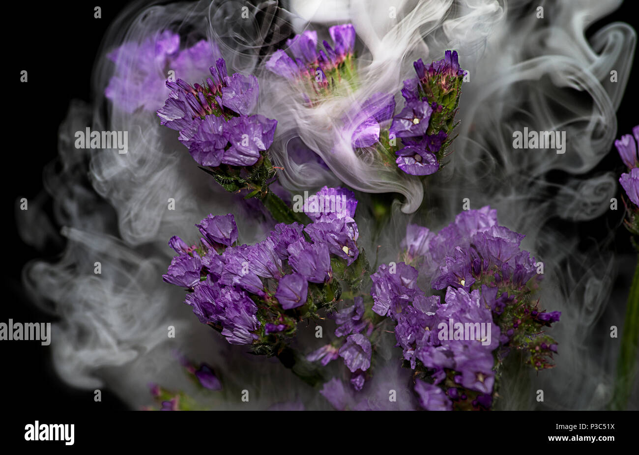 Blume im Rauch auf schwarzem Hintergrund Stockfoto