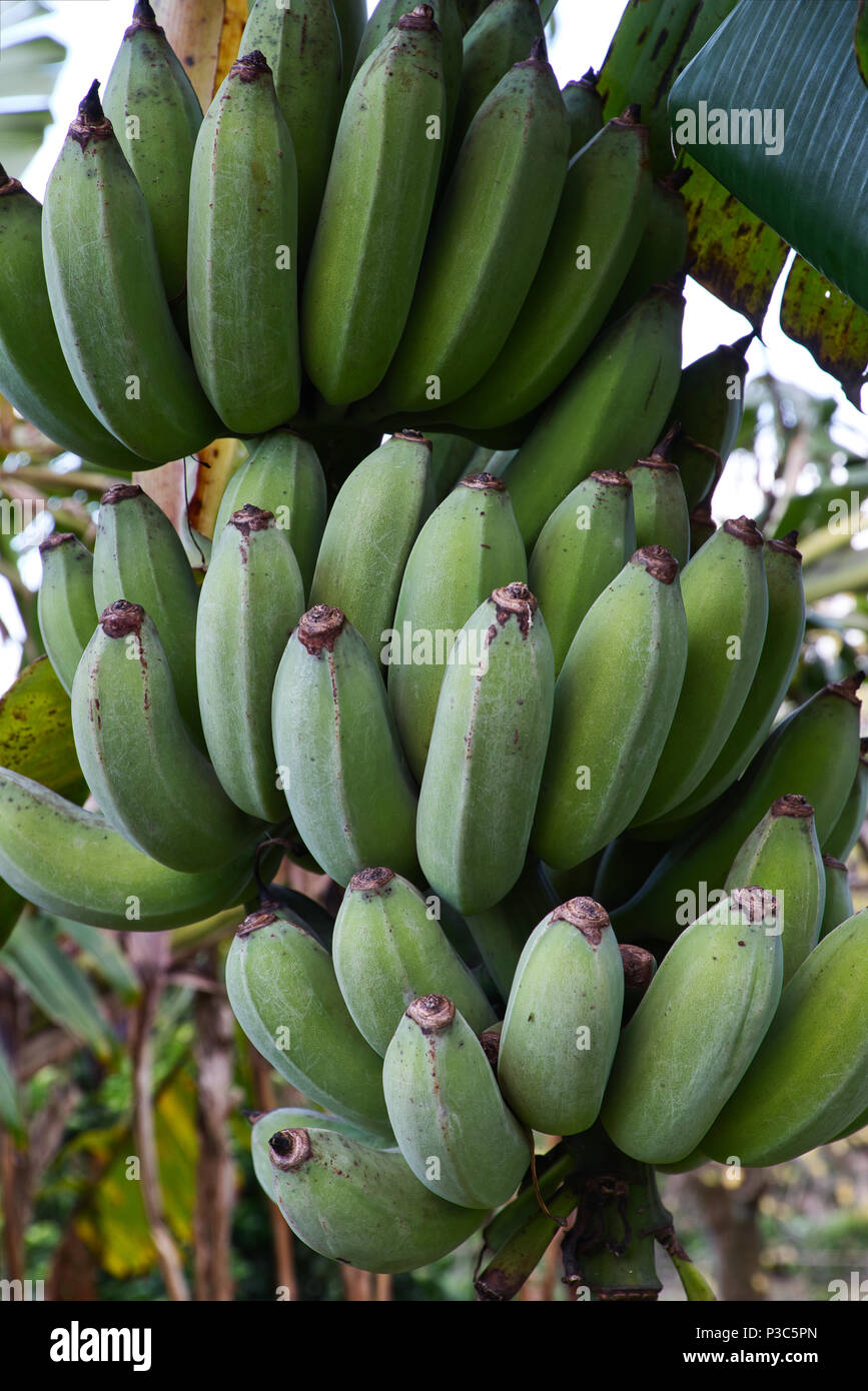 Eine Bananenstaude mit Früchten in einem Garten im Winter in Neuseeland. Stockfoto