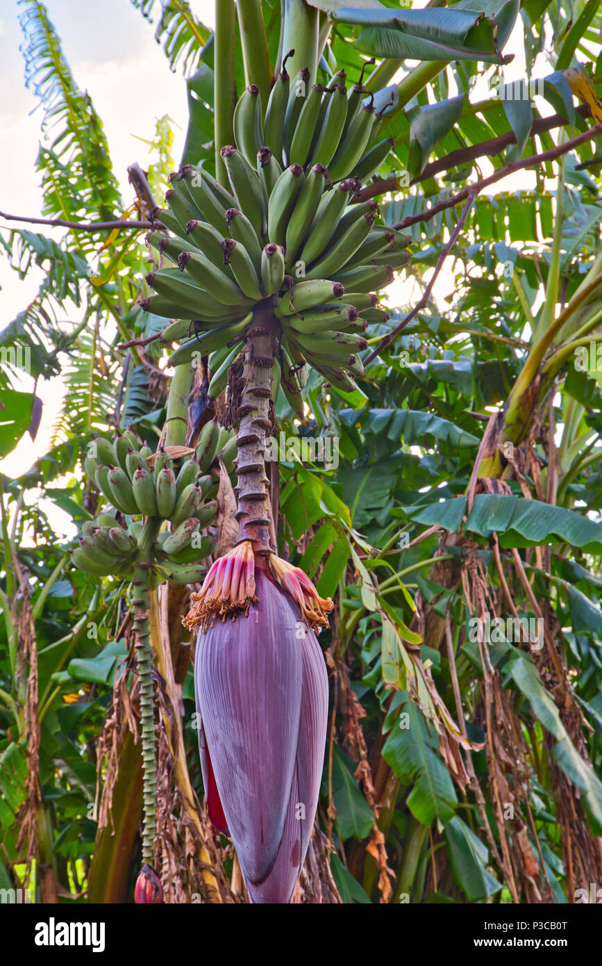 Eine Bananenstaude mit Früchten in einem Garten im Winter in Neuseeland. Stockfoto