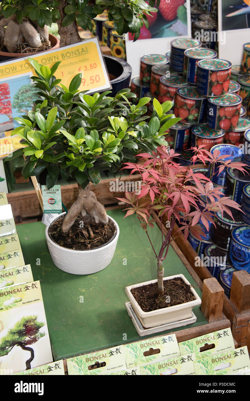 dracaena bonsai tree Dracaena marginata (dragon tree) – Plant Material main image 1
