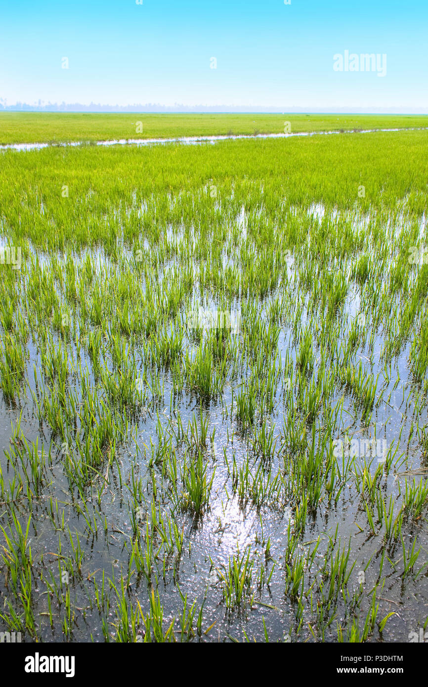 Indische Reisfeld, Kerala, Indien Stockfoto