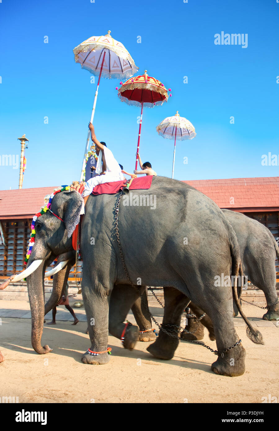 COCHIN, Indien - 03 Februar: Parade mit Gold caparisoned Elefanten am jährlichen Festival im Siva Tempel, Februar 03. 2009. Cochin, Kerala, Indien. Stockfoto