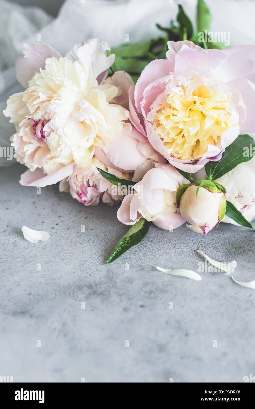 Schönen Pastelltönen Pfingstrosen auf grauem Beton Hintergrund. Hochzeit, Geburtstag, zum Valentinstag, Geschenk oder Tag der Frauen Konzept Stockfoto