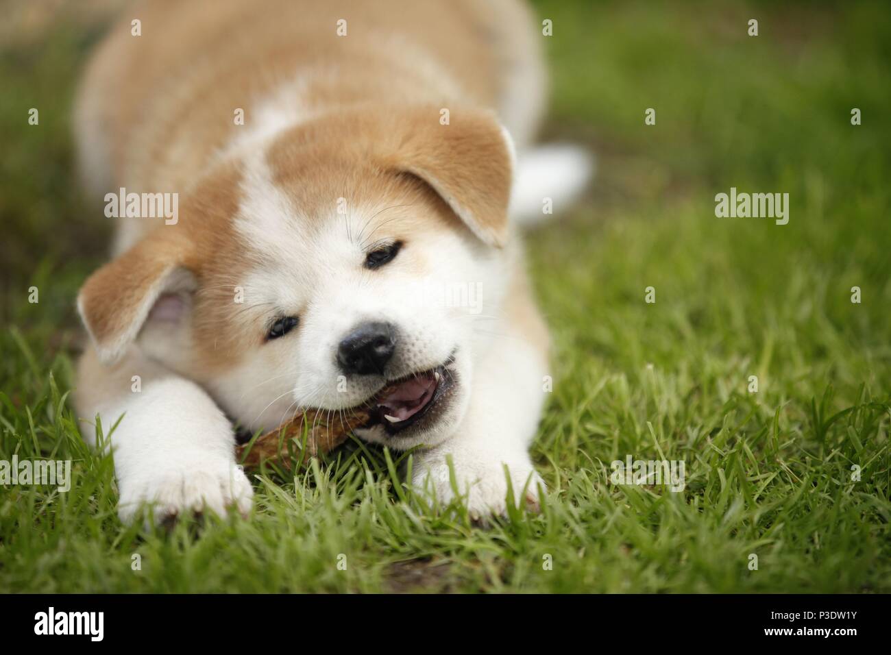 Akita Inu Welpe liegend Stockfoto