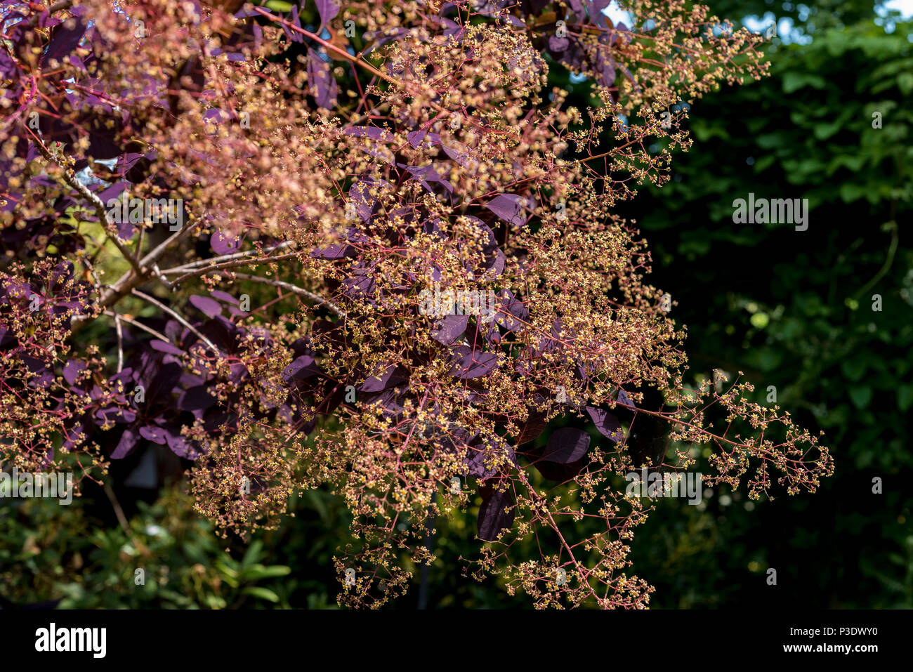 Cotinus coggygria Royal Purple, Rhus Cotinus, Rauch Bush, venezianischen Sumach, in der Blume im Frühling. Stockfoto