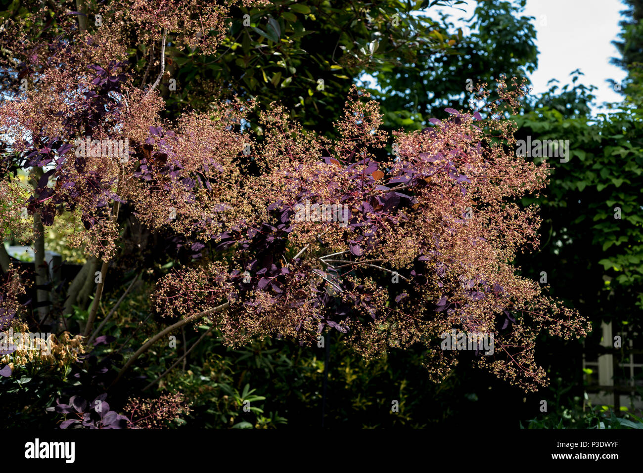 Cotinus coggygria Royal Purple, Rhus Cotinus, Rauch Bush, venezianischen Sumach, in der Blume im Frühling. Stockfoto