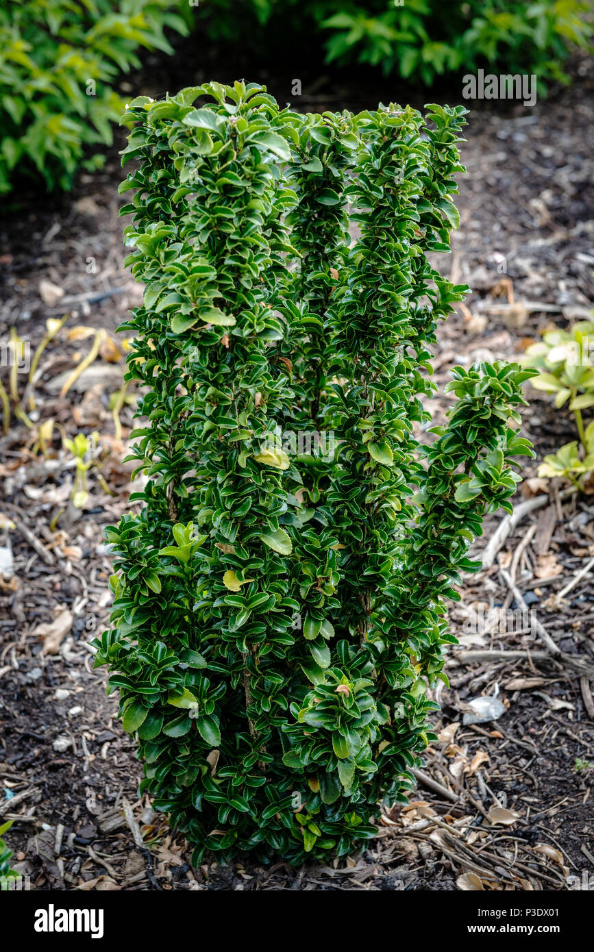Euonymus japonicas Fotos und Bildmaterial in hoher Auflösung Alamy