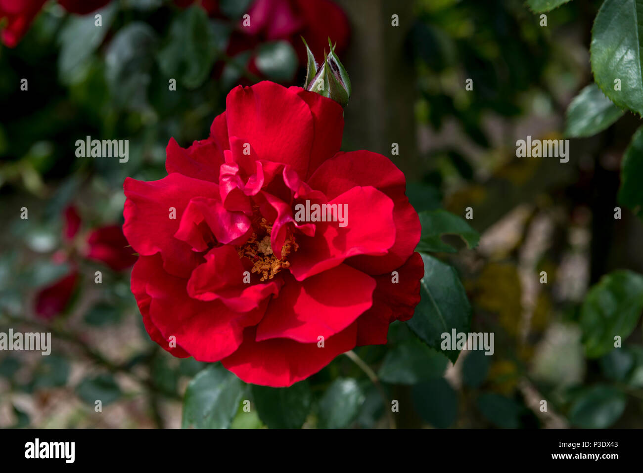 Rosa Raymond Chenault, rote Kletterrose. Stockfoto