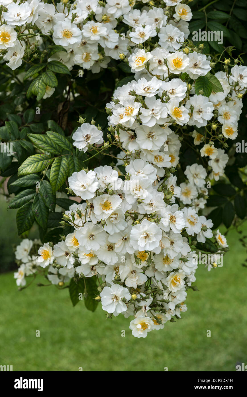 Rosa Möwe weiß blühenden rambling Rose, grosse Reiche flowerer. Stockfoto