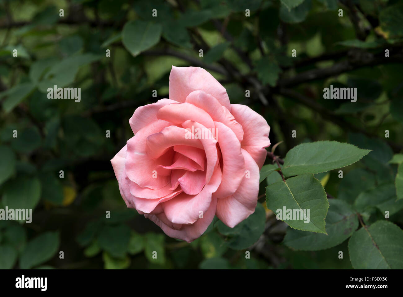 Rosa Chaplins Pink, Kletterer. Rosa Rose Blume. Stockfoto