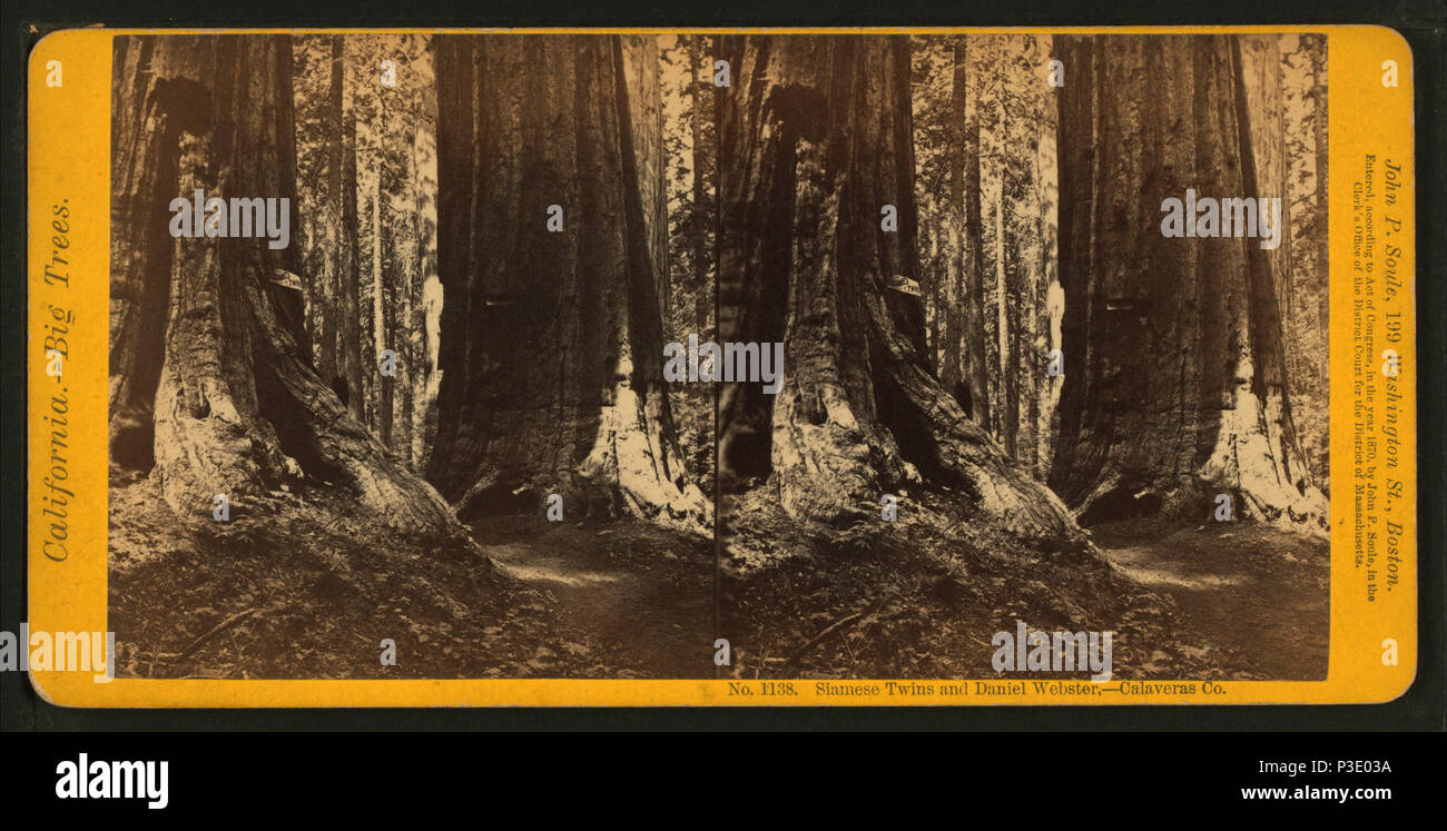 271 Siamesische Zwillinge und Daniel Webster, - Calaveras Co, von John S. Soule Stockfoto