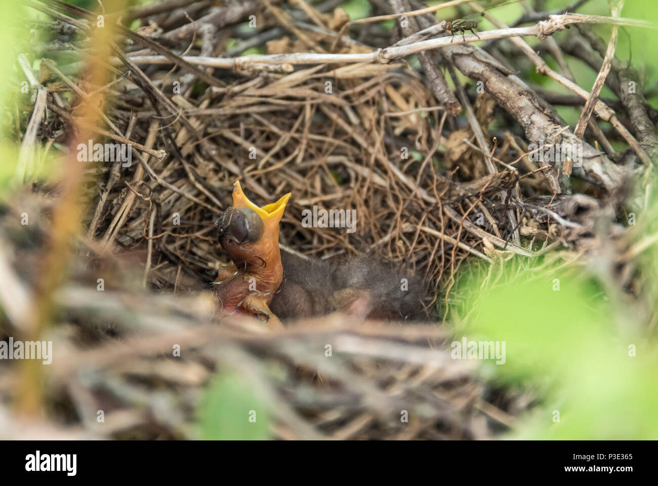 Neugeborene Vogel mit offenem Mund im Nest. Stockfoto