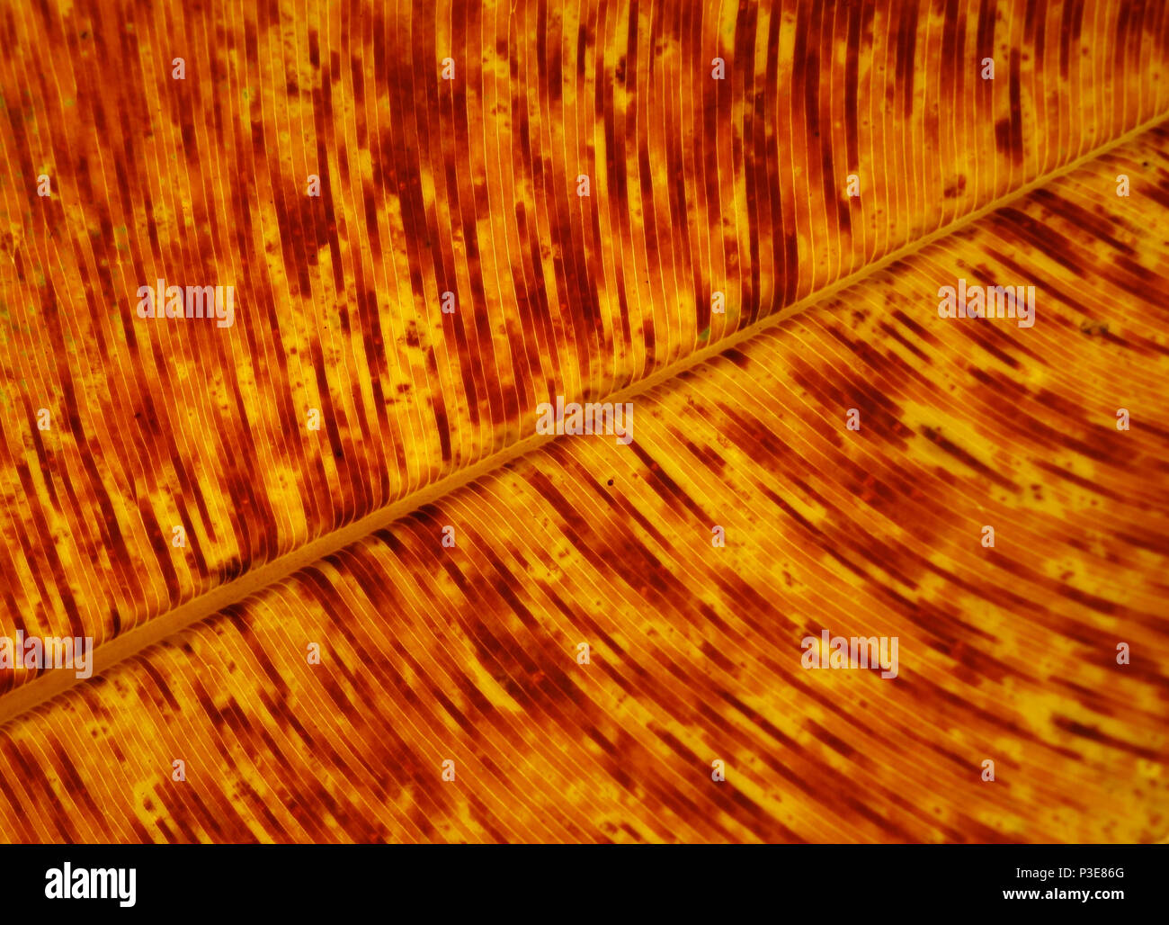 Detail des Sterbens Calophyllum Blatt Stockfoto