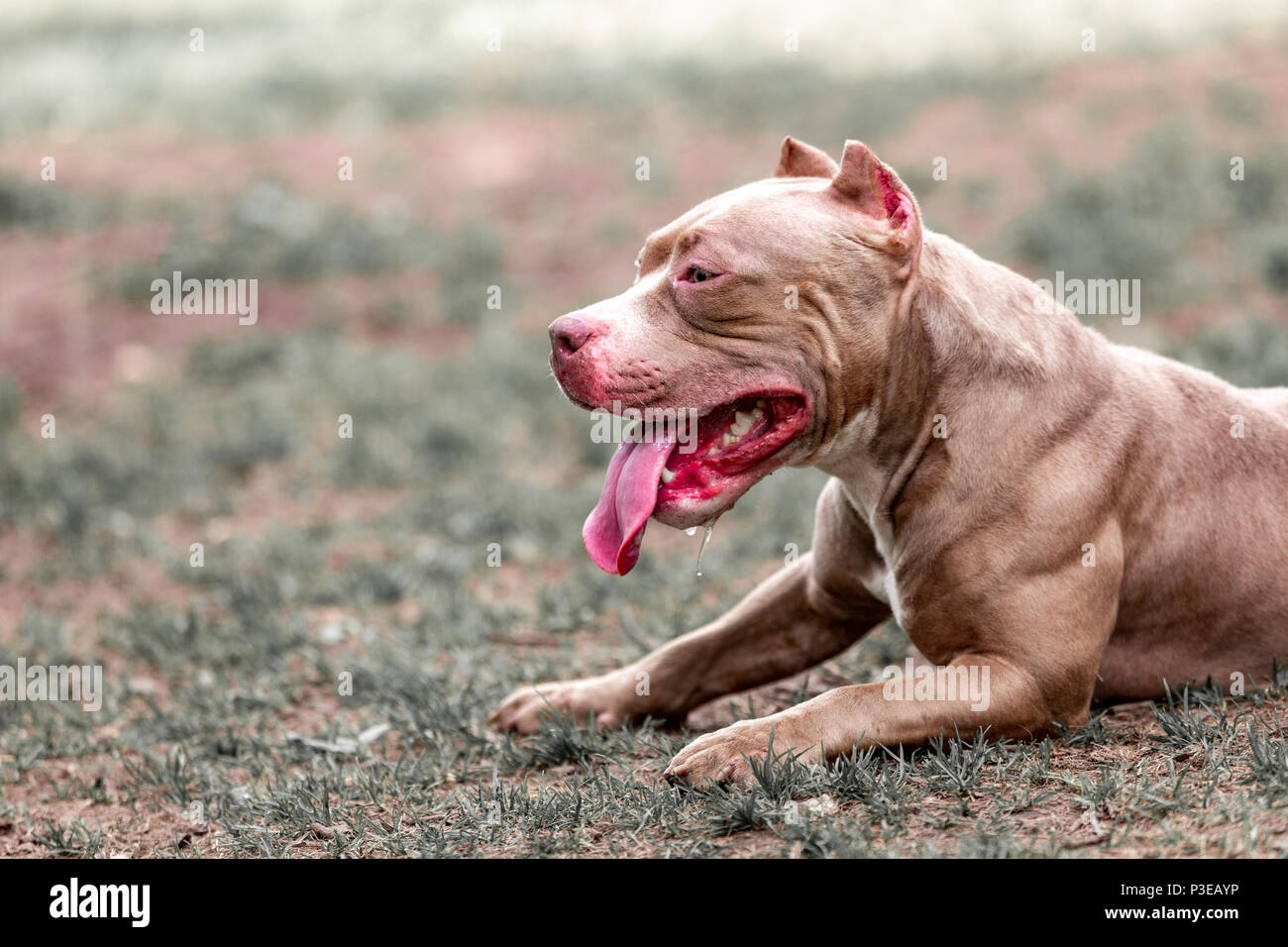 Kämpfende Hund im Park spazieren, Bull Stockfoto