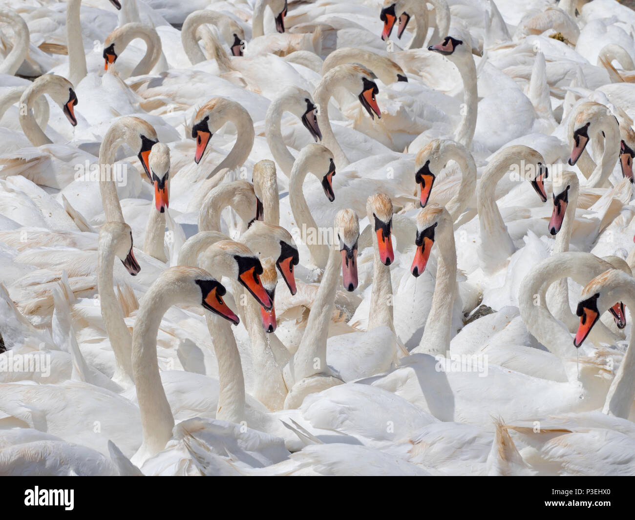 Höckerschwäne Cygnus olar Herde nicht Zucht erwachsene Flotte Lagune Dorset Stockfoto